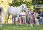 650A2264 Lipizzaner im Burggarten Foto Pfluegl 160719